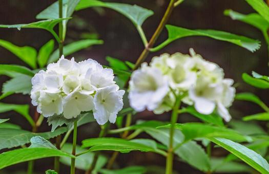 アジサイの小径 アジサイの花1ー28 アジサイの小径 アジサイの花1ー28の写真