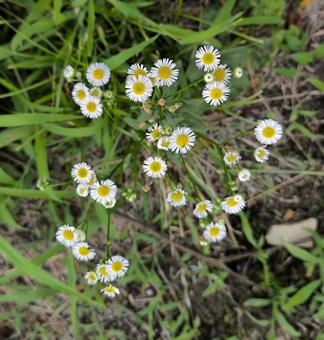道端で撮影した花 野草,山,自然の写真素材