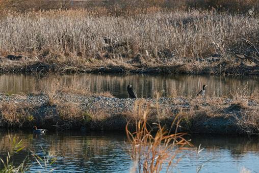 中州でただずむカワウたち カワウ,鵜,水鳥の写真素材