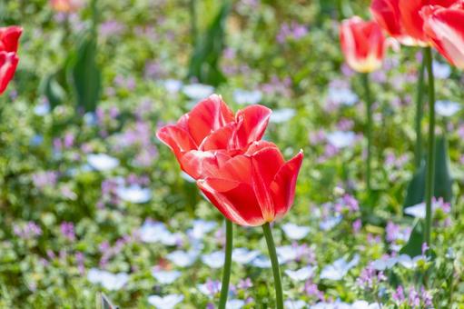 春光に映える赤いチューリップ チューリップ,赤,花の写真素材