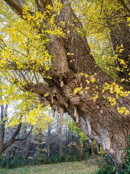 白幡のいちょう⑼ イチョウ,黄葉,晩秋の写真素材
