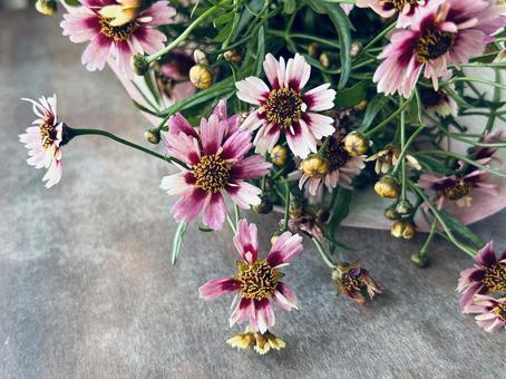 Coreopsis, JPG Coreopsis, JPG