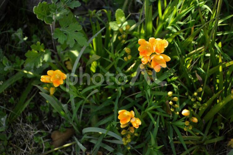 咲きかけのヒヤシンス　黄色の花 黄色の花,花,ヒヤシンスの写真素材