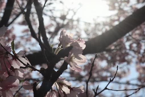 桜 桜の写真