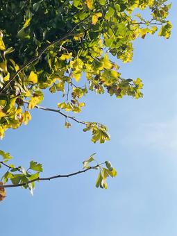 紅葉した銀杏 銀杏,紅葉,黄色の写真素材