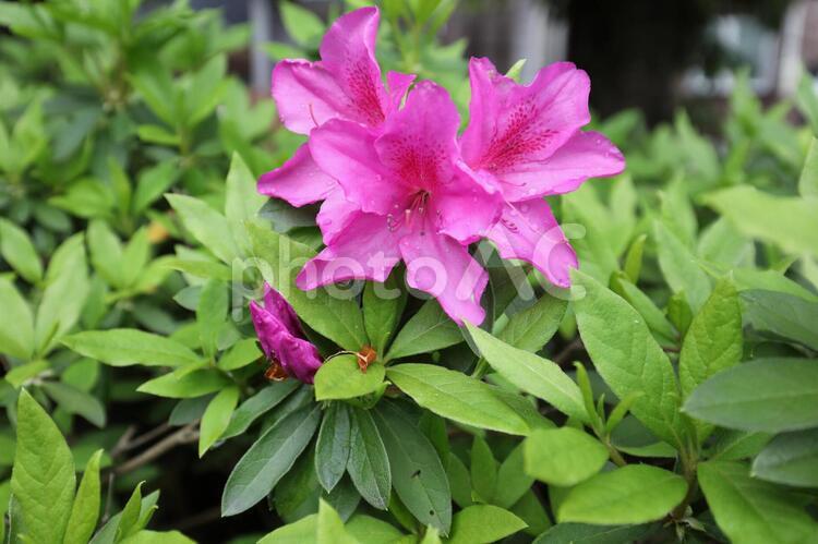 水滴の付いたツツジ　Azalea つつじ,ツツジ,躑躅の写真素材