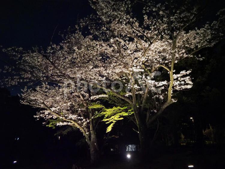春の行船公園・庭園の夜桜・東京都江戸川区 春,夜桜,花の写真素材