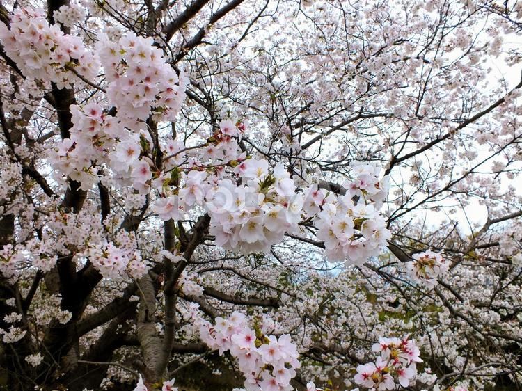 曇りの日のお花見　満開の桜 桜,花びら,白い花の写真素材