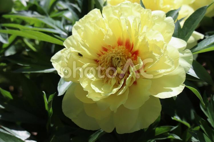 薄黄色の牡丹の花のアップ 薄黄色,牡丹,花の写真素材