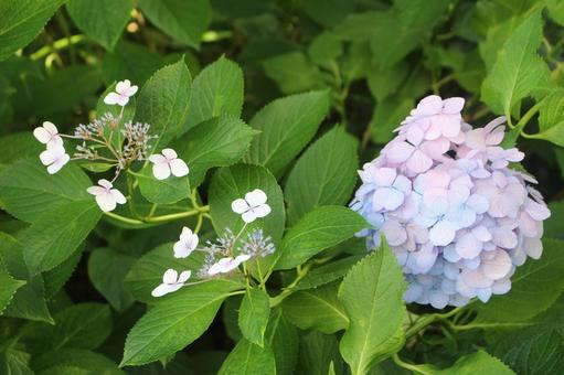 紫陽花 紫陽花の写真
