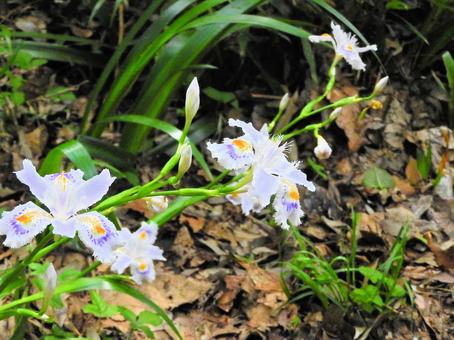 野生の花2 野生の花2の写真