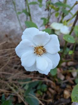 白い花 白い花の写真
