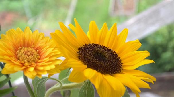 Sunflowers on a windowsill, JPG