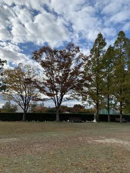 秋　風景画 木,秋,風景の写真素材