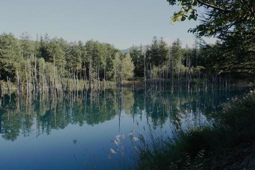 青い池 青い池 北海道,富良野,秋の写真素材