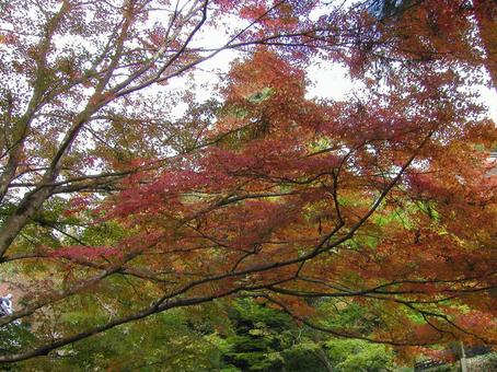 京都　大原 京都市,左京区,秋の写真素材