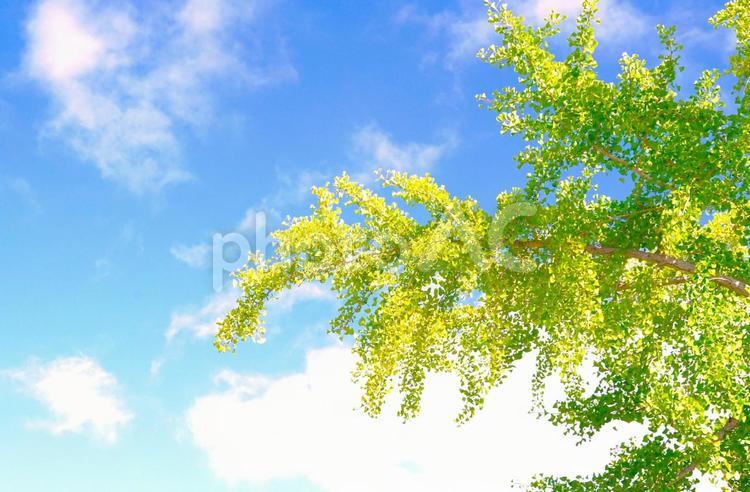 夏空と新緑 新緑,青空,雲の写真素材