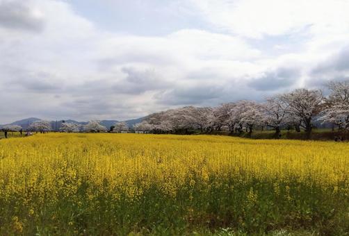 菜の花 菜の花の写真