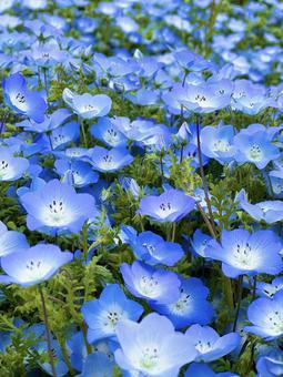 Nemophila, JPG