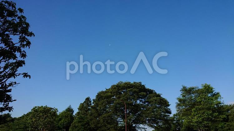 公園の木々と青空 空,木々,晴れの写真素材