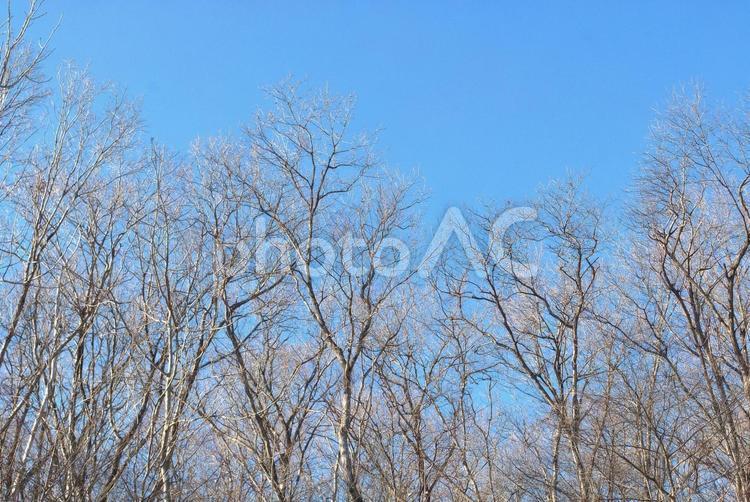 冬の栗の木 栗の木,木,冬の写真素材