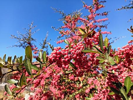 赤い実 赤い実,植物,自然の写真素材