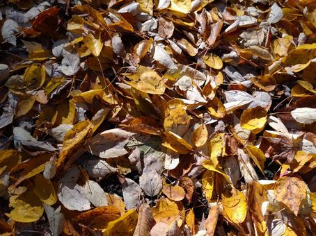 落ち葉 秋,自然,色とりどりの写真素材