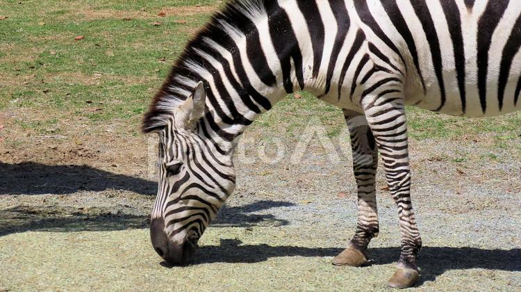 春の日の動物園のシマウマ シマウマ,グラントシマウマ,動物園の写真素材