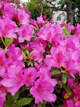 Bright pink, JPG