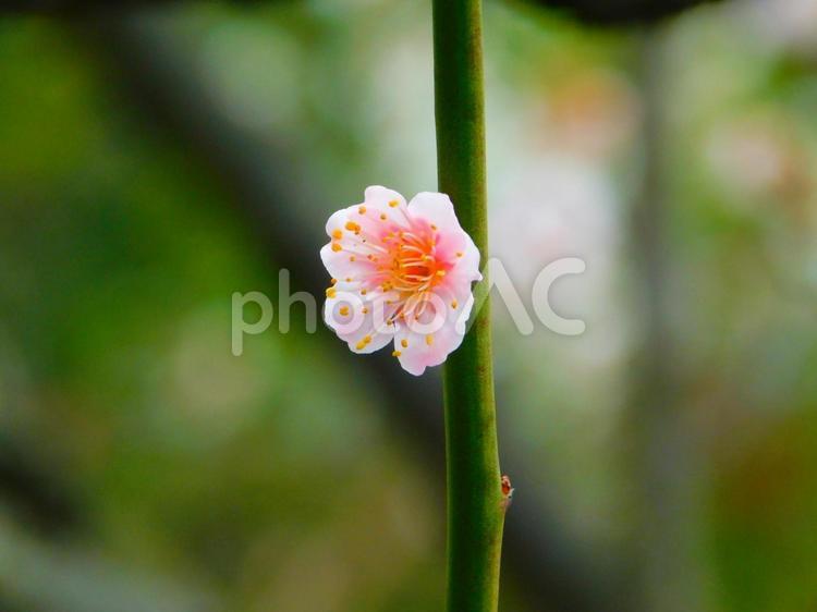 一輪のピンクの梅の花 花,梅,一輪の写真素材