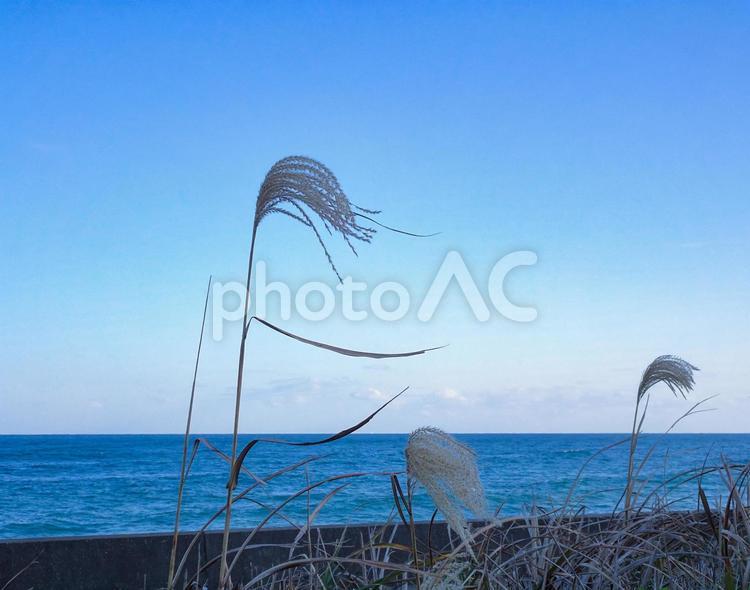 秋晴れの空と、海と、すすきの穂　秋の海の風景 すすき,すすきの穂,秋の写真素材