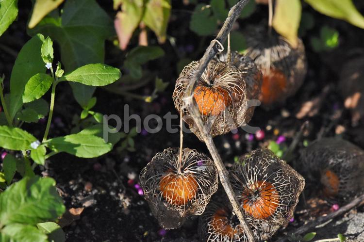 ほおずき、ほおづき ほおずき,ほおづき,植物の写真素材