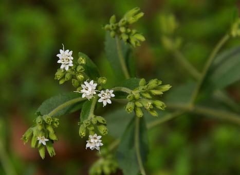 アマハステビアの写真
