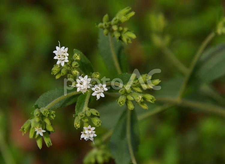 アマハステビア アマハステビア,甘葉ステビア,steviaの写真素材