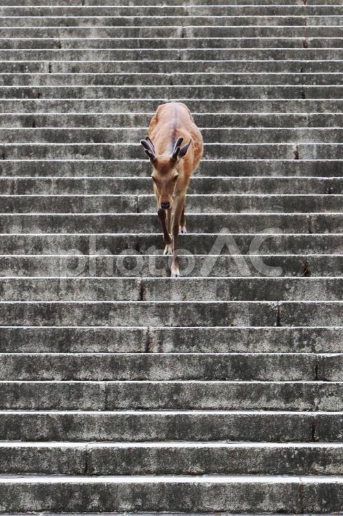 奈良の鹿が階段を下りる 鹿,奈良,珍しいの写真素材