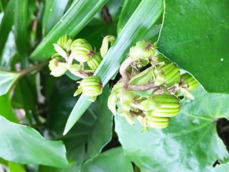 そろそろ黄色い花を咲かせます 花,つぼみ,ツワブキの写真素材