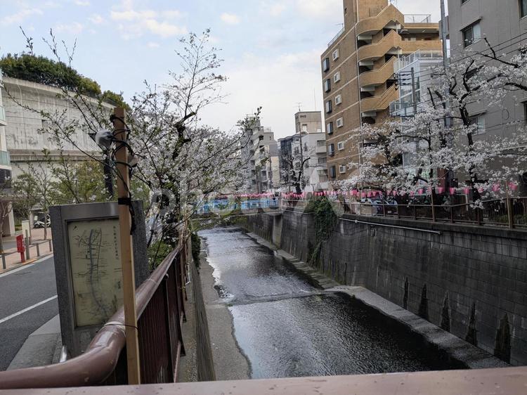 目黒川の桜 桜,ソメイヨシノ,目黒川の写真素材