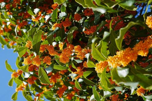 金木犀 金木犀,キンモクセイ,香りの写真素材