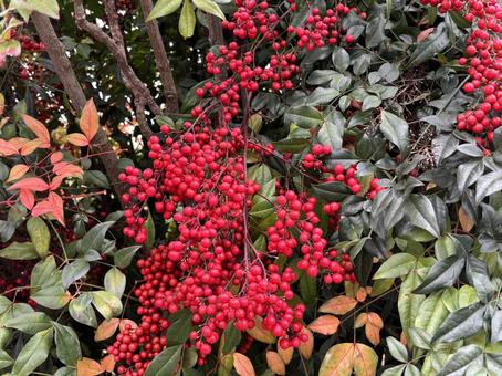 秋が深まって来ました。 南天,おたふく南天,秋の写真素材