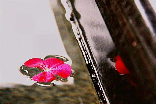 背景素材 水面の花びら バックグラウンド 背景素材 水面の花びら バックグラウンド の写真