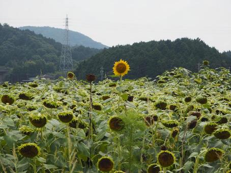 ひまわり ひまわりの写真