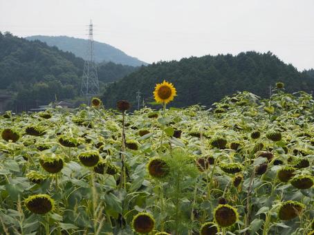 Photo, sunflower, sunflower field, flower, 