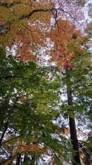 紅葉4 景色,自然,山の写真素材