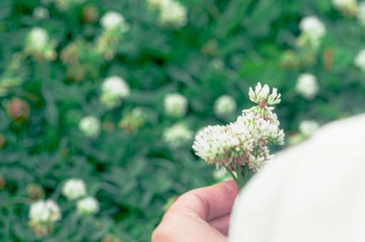 Photo, corolla, white clover, flower, 