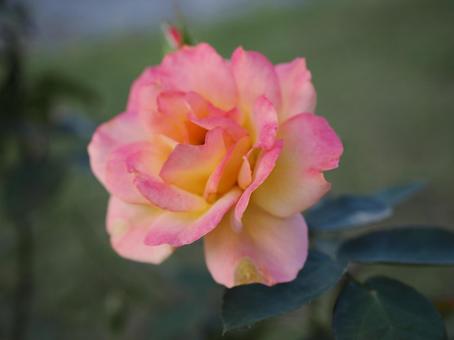 バラ園にてカラフルな薔薇を撮りました バラ園にてカラフルな薔薇を撮りましたの写真