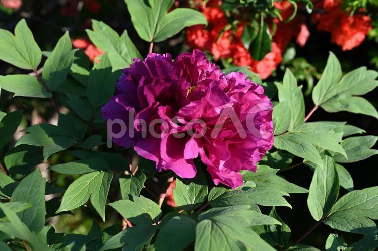家の庭に咲いた牡丹の花 自然,ピンク,景観の写真素材
