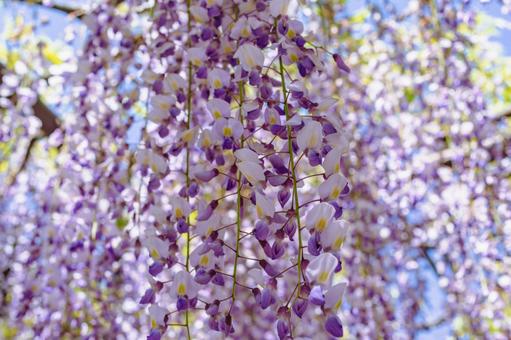骨波田の藤棚の藤の花23 骨波田の藤棚の藤の花23の写真