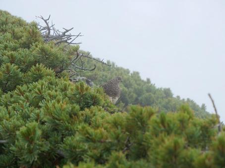 仙丈ヶ岳のライチョウ 仙丈ヶ岳のライチョウ ライチョウ,らいちょう,雷鳥の写真素材