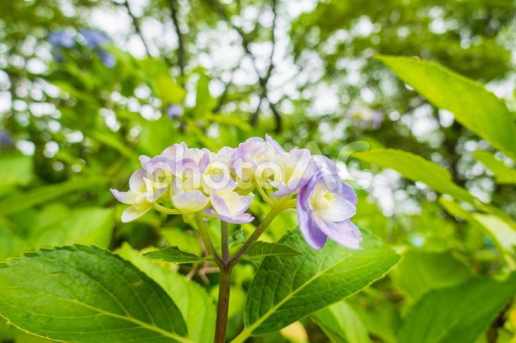 ガクアジサイ 紫陽花,額紫陽花,花の写真素材
