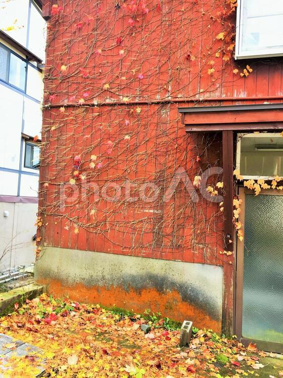 蔦の這う家の壁　廃屋 廃屋,空き家,蔦の這うの写真素材